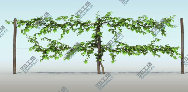 images/goods_img/20210312/Vineyard Pack/2.jpg